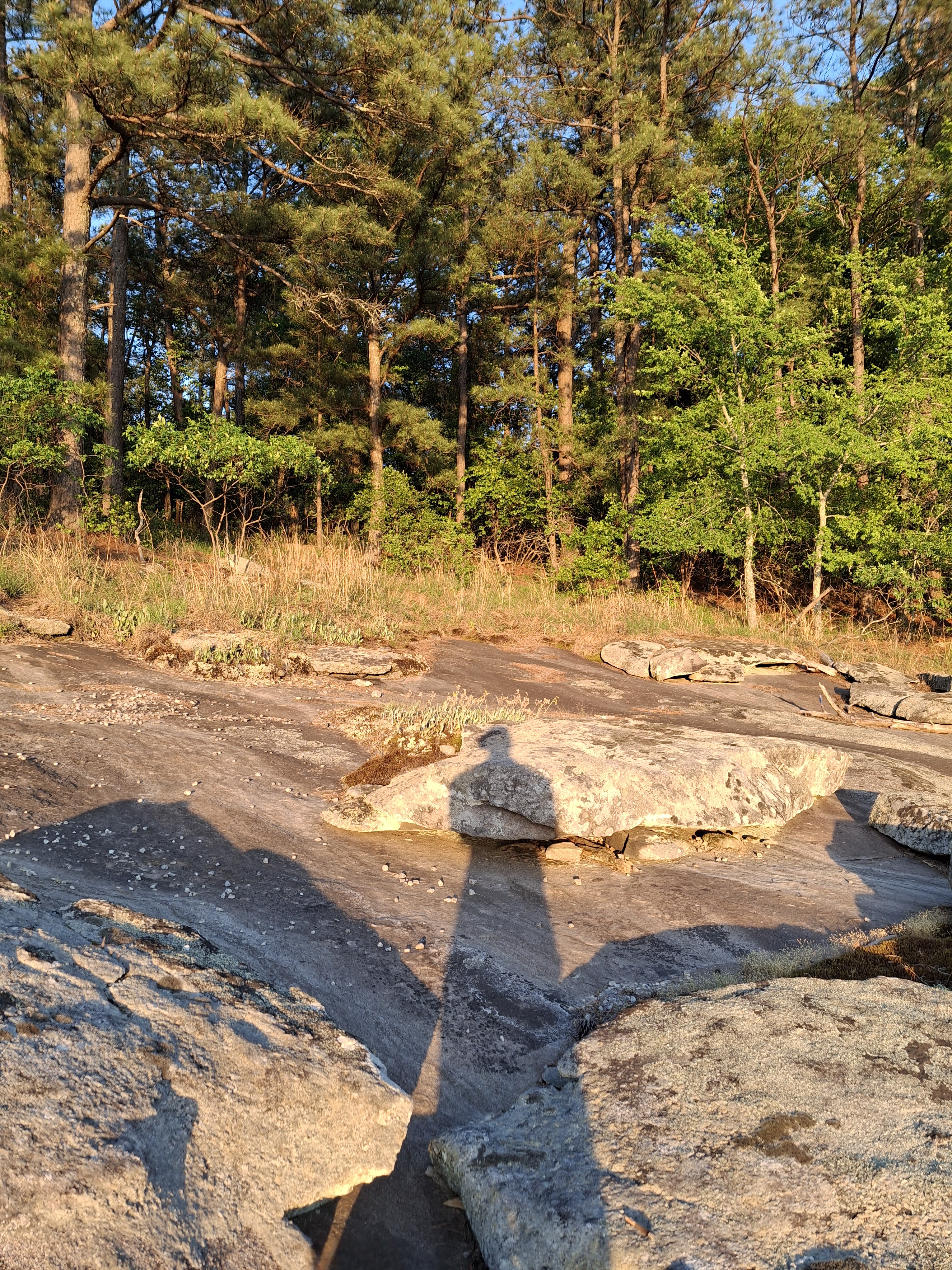 Long shadow of the photographer stretched across golden-hour granite toward a pine treeline.