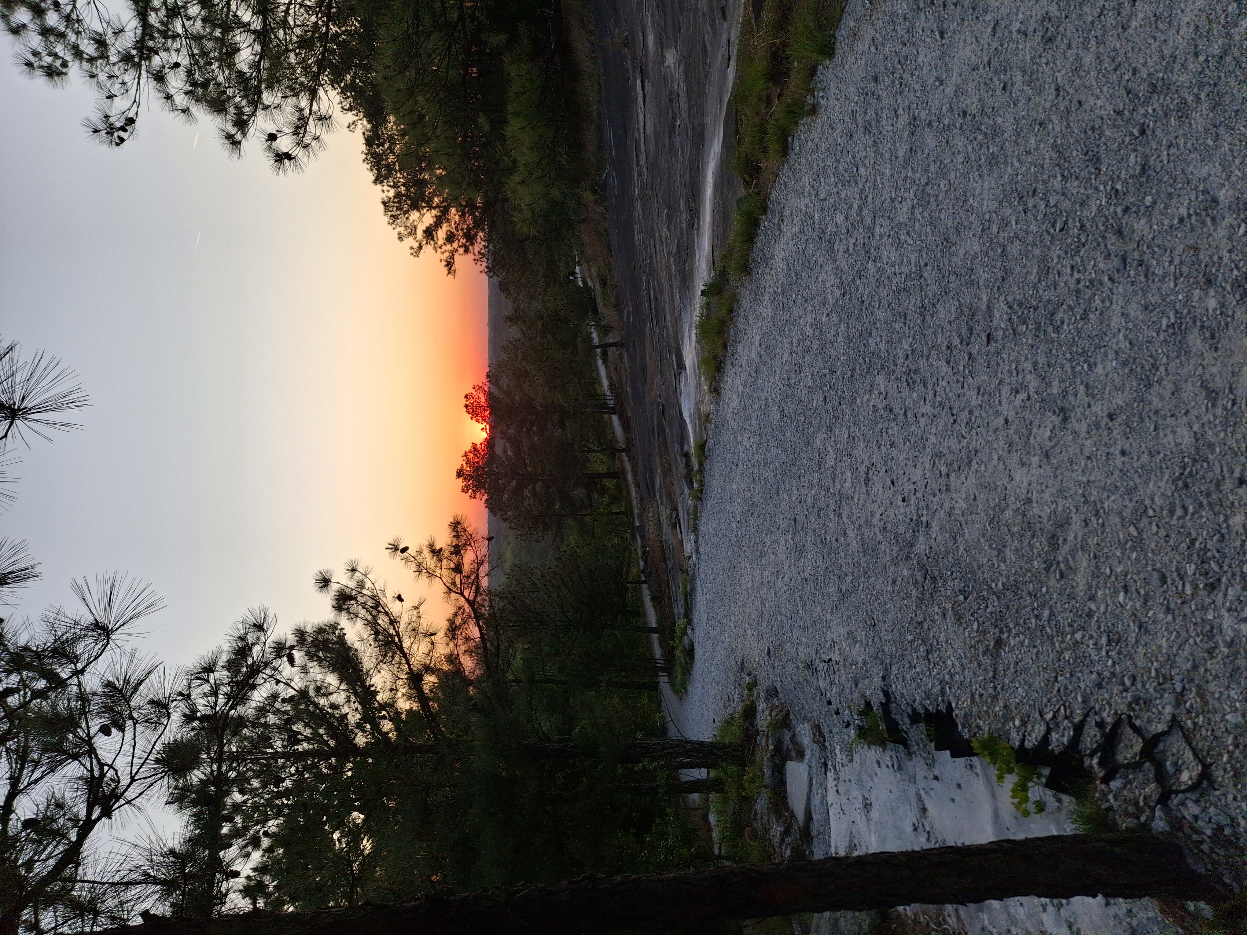 Pines dominating the upper frame, sun setting through them, granite slab falling away below.